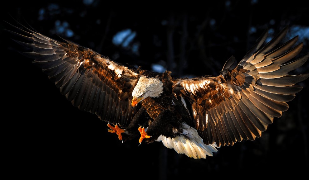 famous types of eagle in the world