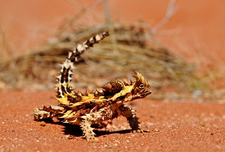 Here is long list of Amazing Unique Armored Animals in the World, like Indian Rhinoceros, Thorny Devil, Three Banded Armadillo, Alligator Snapping Turtle.