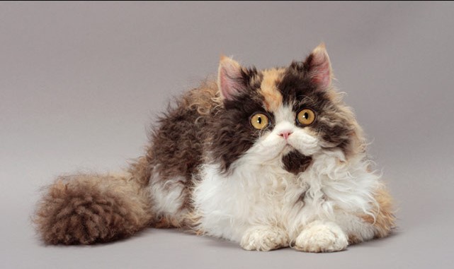 Beautiful Curly Haired Cat Breeds in the World