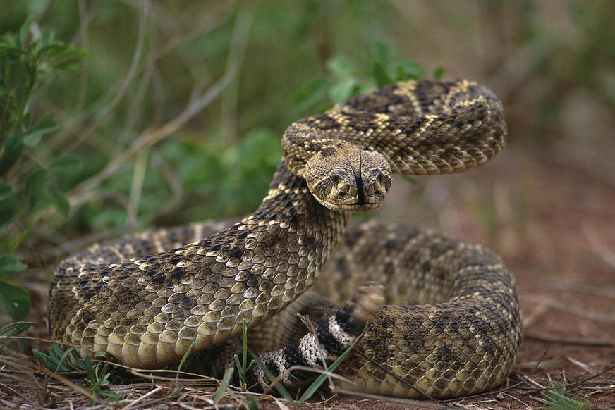 Two North American rattlesnake species are commonly called diamondbacks. Here is all fact about Rattlesnake and Their Babies.