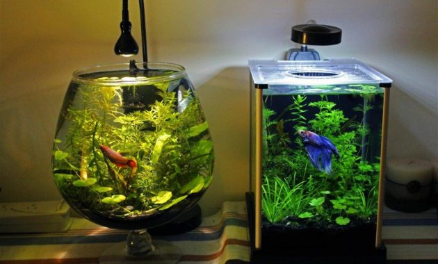 How to Raise a Healthy Betta Fish