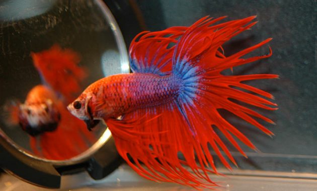 How to Raise a Healthy Betta Fish