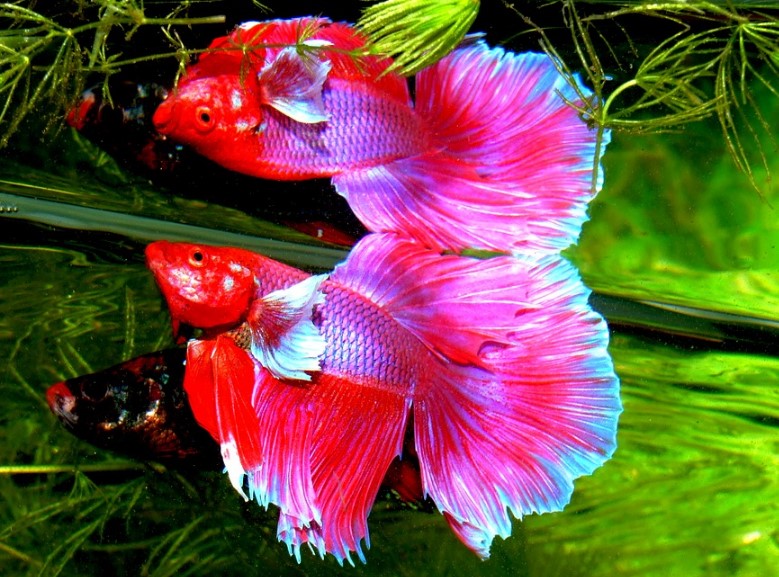 How to Raise a Healthy Betta Fish