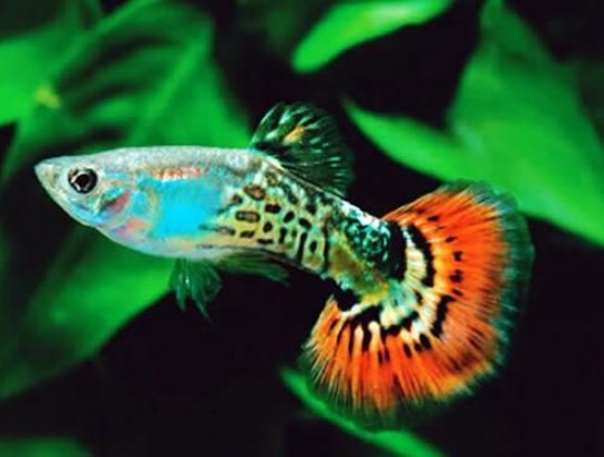 Different Types of Guppies In The World