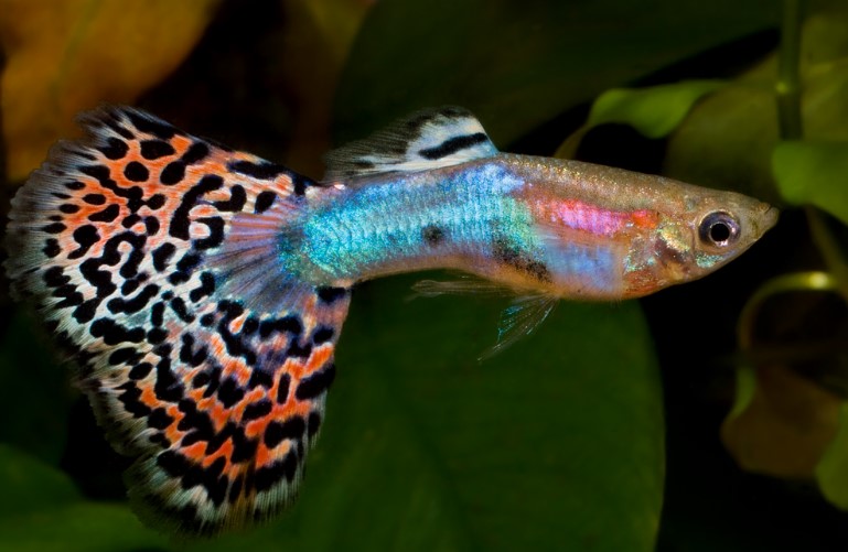 Different Types of Guppies In The World