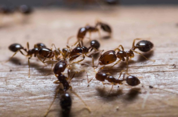 about Fire Ant Bites