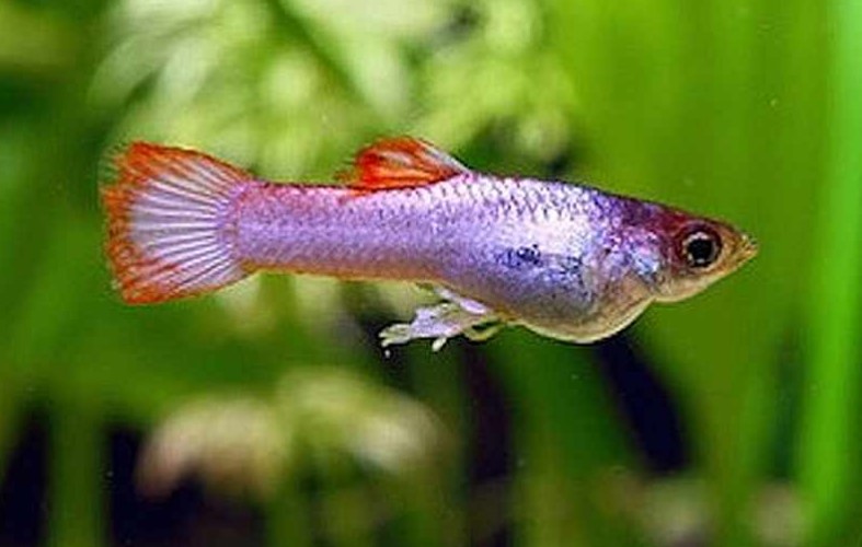 Different Types of Guppies In The World