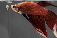 How to Raise a Healthy Betta Fish