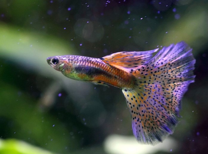 Different Types of Guppies In The World