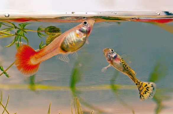 Fundamentals Of Guppy Care