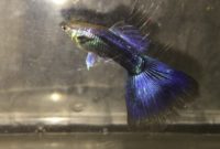 types of Guppies In The World