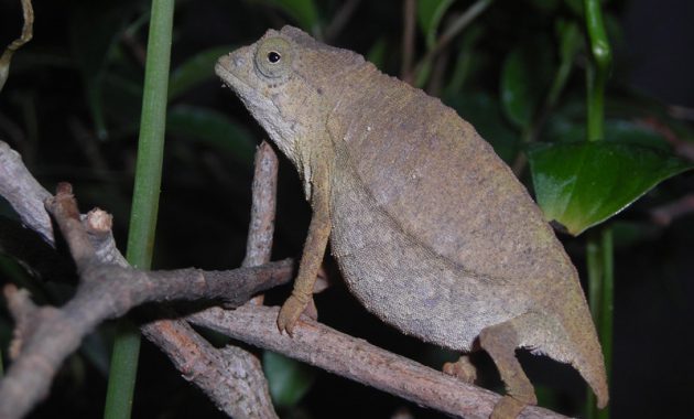 How To Care Pygmy Chameleons