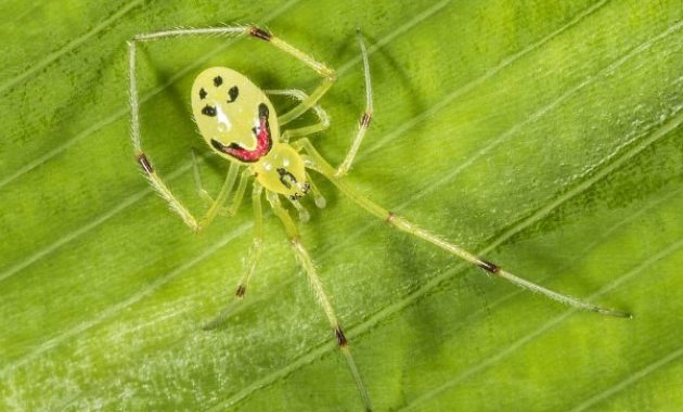 Creepiest Looking Animals