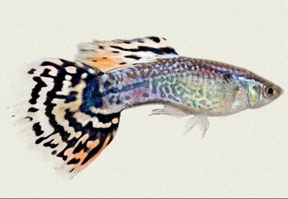 Different Types of Guppies In The World