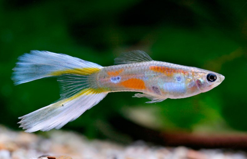 Different Types of Guppies In The World