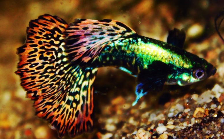 Different Types of Guppies In The World