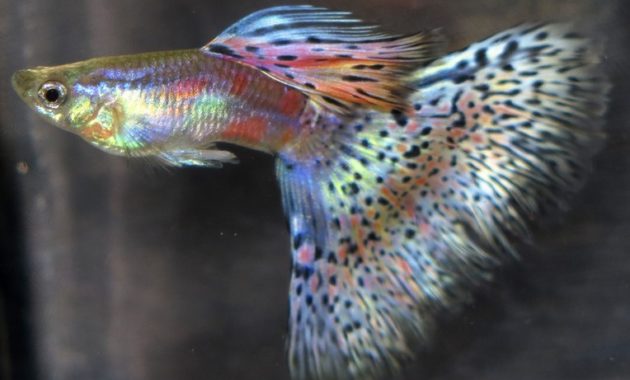 types of Guppies In The World