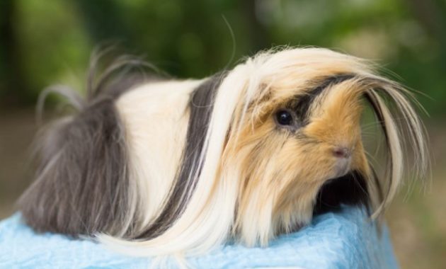 Different Types of Guinea Pig Breeds