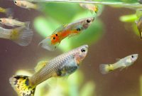 Fundamentals Of Guppy Care
