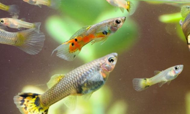 Fundamentals Of Guppy Care