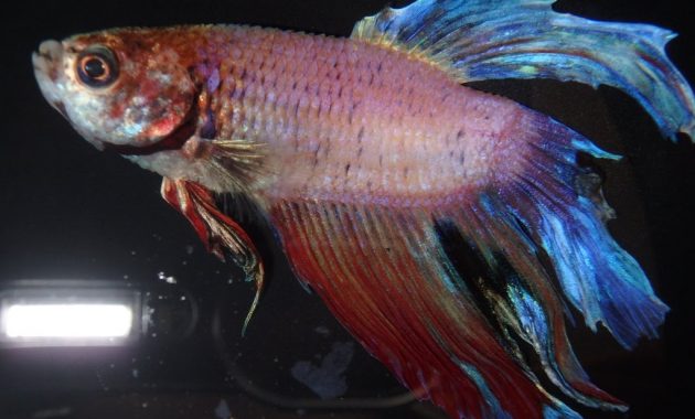 How to Raise a Healthy Betta Fish