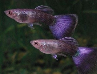 types of Guppies In The World