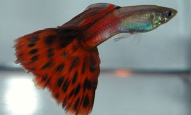 types of Guppies In The World