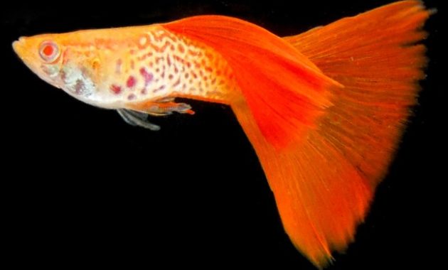 types of Guppies In The World