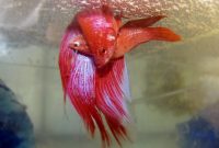 How to Raise a Healthy Betta Fish