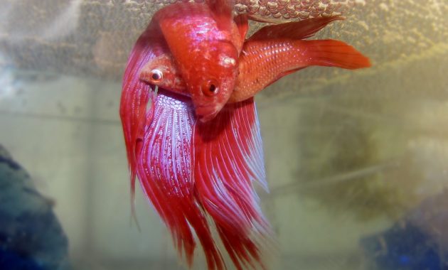 How to Raise a Healthy Betta Fish