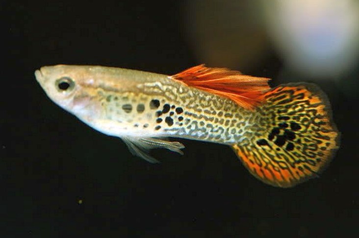 Different Types of Guppies In The World