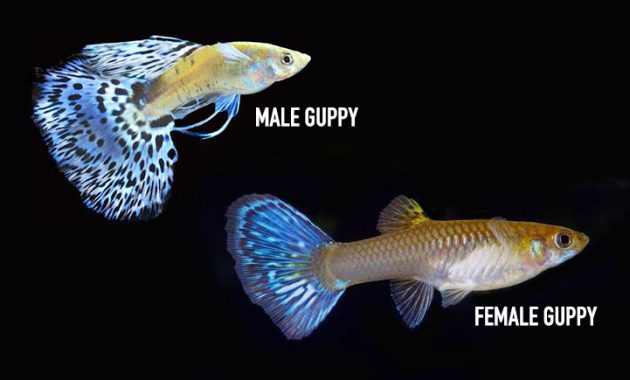 Common Methods How to Control Guppy Population