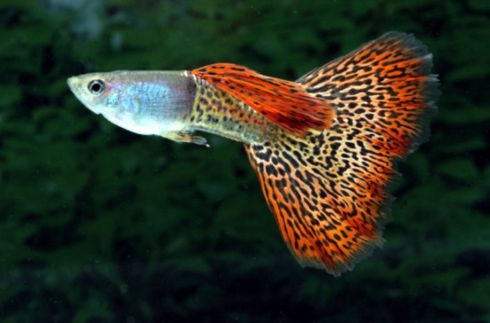 Different Types of Guppies In The World