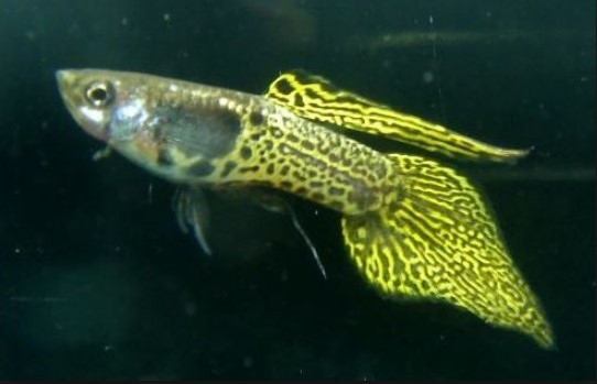 Different Types of Guppies In The World