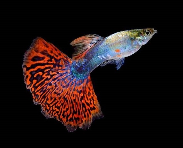 Different Types of Guppies In The World