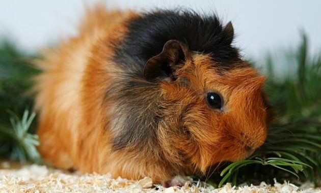 Types of Guinea Pig Breeds