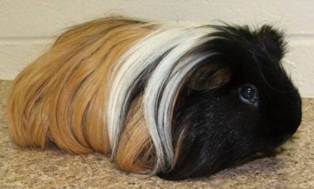 Different Types of Guinea Pig Breeds