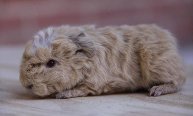 Different Types of Guinea Pig Breeds