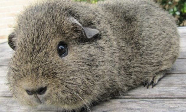 Different Types of Guinea Pig Breeds