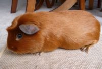 Types of Guinea Pig Breeds