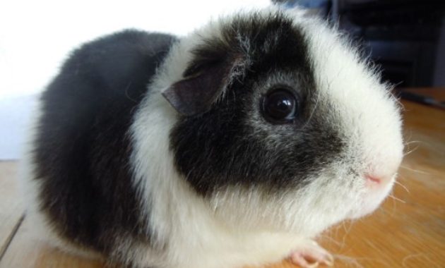 Types of Guinea Pig Breeds