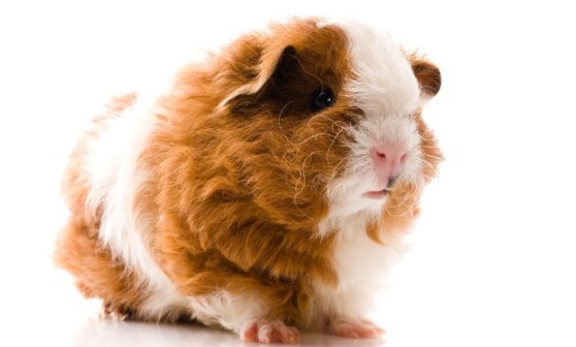 Different Types of Guinea Pig Breeds