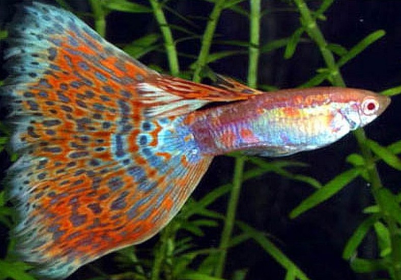 Different Types of Guppies In The World