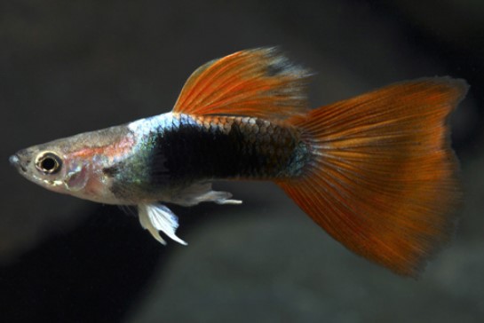 Different Types of Guppies In The World