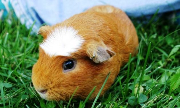 Types of Guinea Pig Breeds