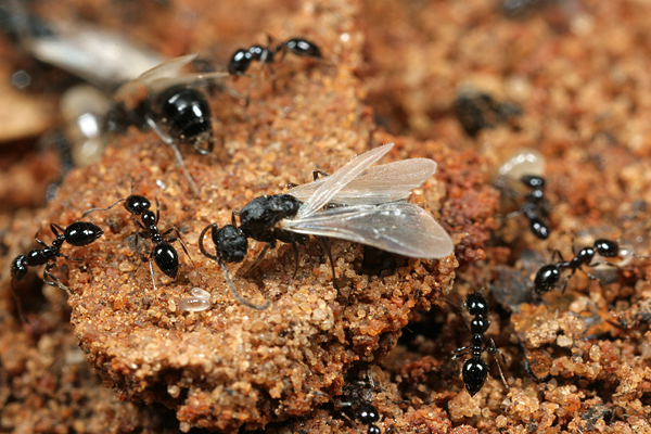 An In Depth Look At Ants With Wings