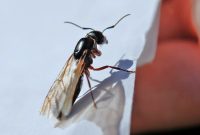 An In Depth Look At Ants With Wings
