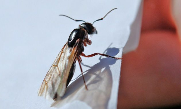 An In Depth Look At Ants With Wings