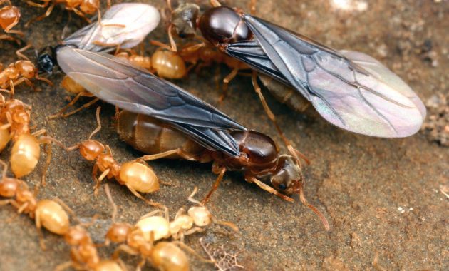 An In Depth Look At Ants With Wings