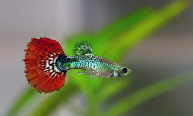 types of Guppies In The World